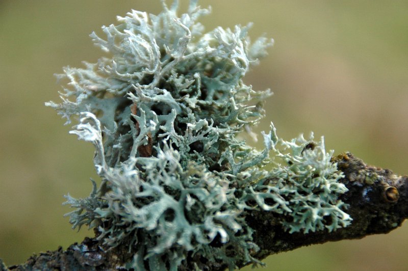Lichens forestiers 3.3.2013
